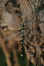 © Les Ecologistes de l'Euzière