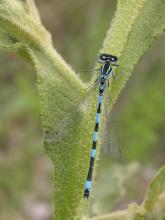 © Les Ecologistes de l'Euzière