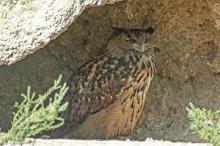 © Jason CREBASSA - CCVH