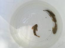 © Thierry Alignan - CCGPSL