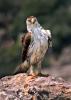 A093 - Aigle de Bonelli